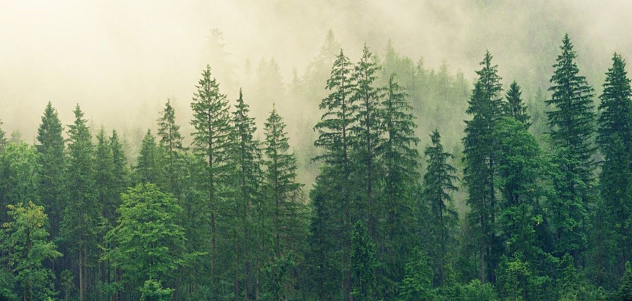 Nachhaltige Weihnachten